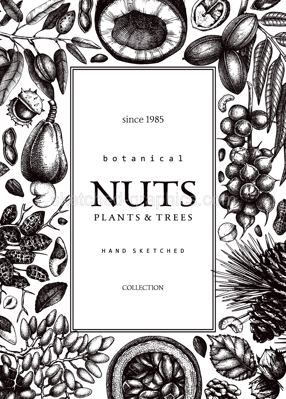 Vector nuts card in vintage style. Vintage nuts sketched frame. Healthy food background with branches, plants, fruit, nutshells hand-drawings. Realistic botanical illustrations for packaging design Illustration